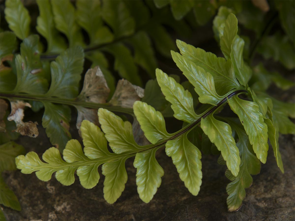 Asplenium marinum